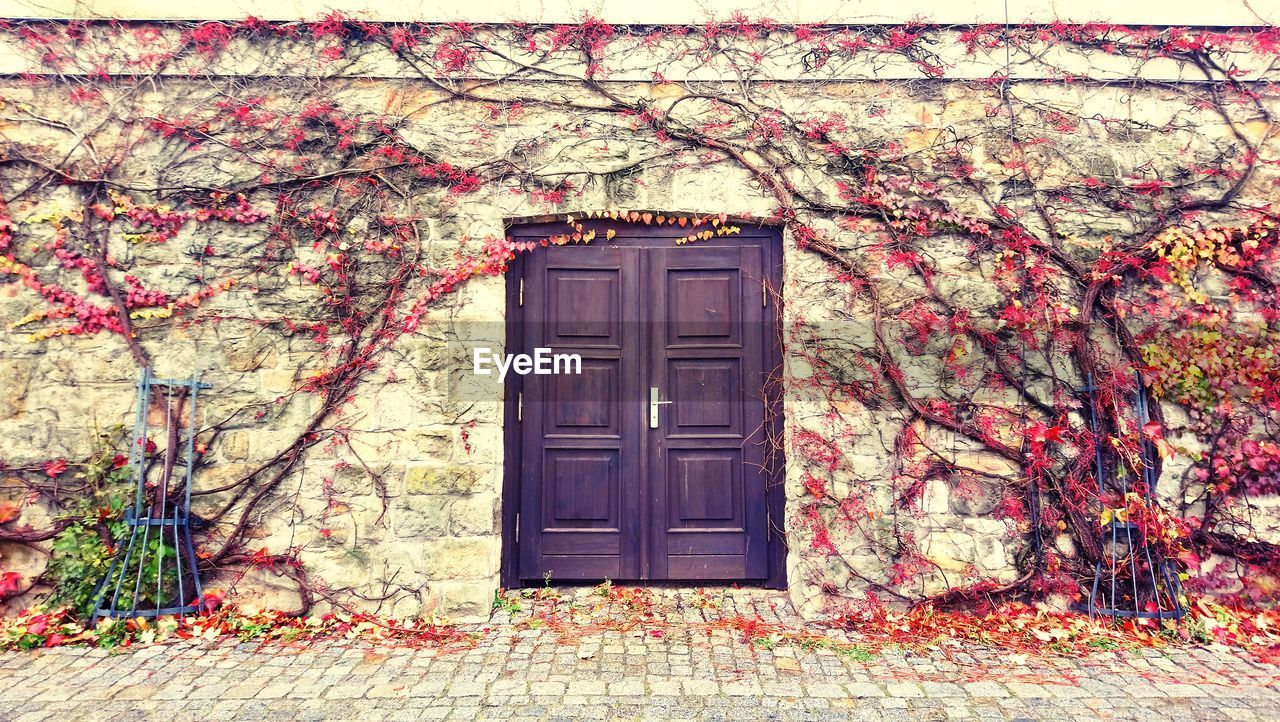 TREE IN FRONT OF HOUSE WITH PINK FLOWERS