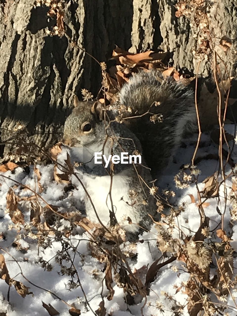 HIGH ANGLE VIEW OF SQUIRREL