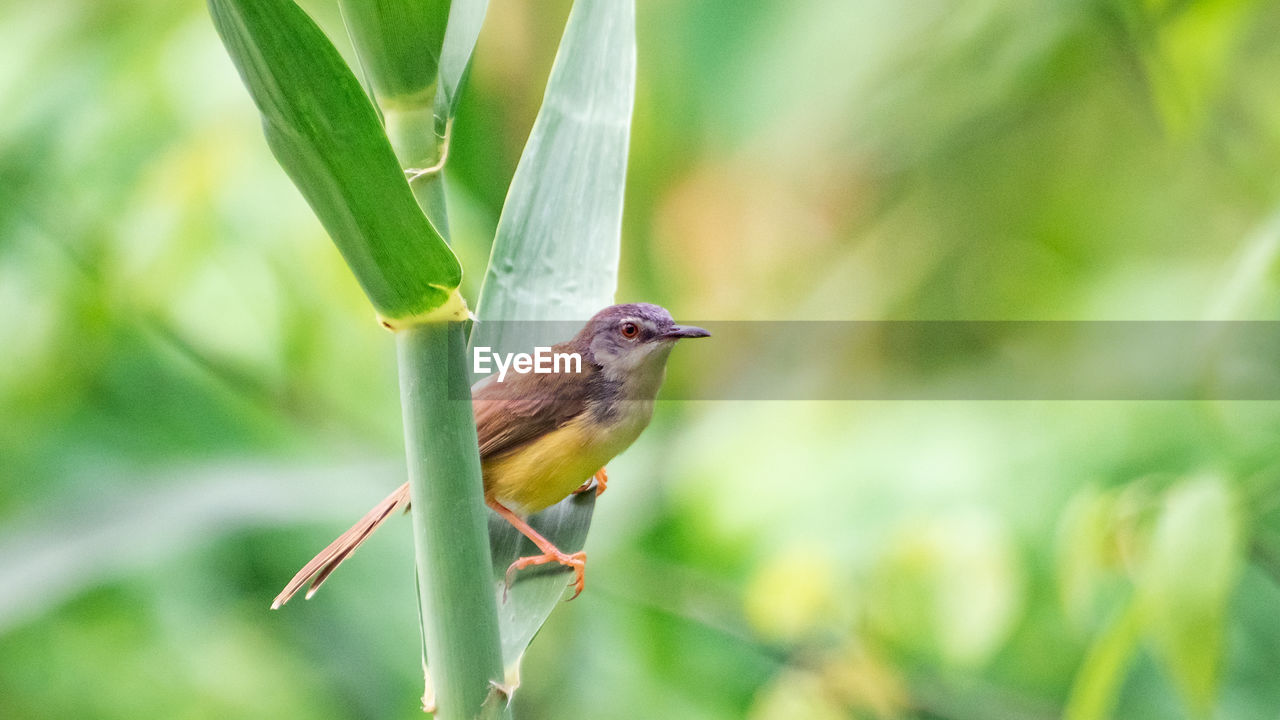 CLOSE-UP OF SPARROW PERCHING ON PLANT