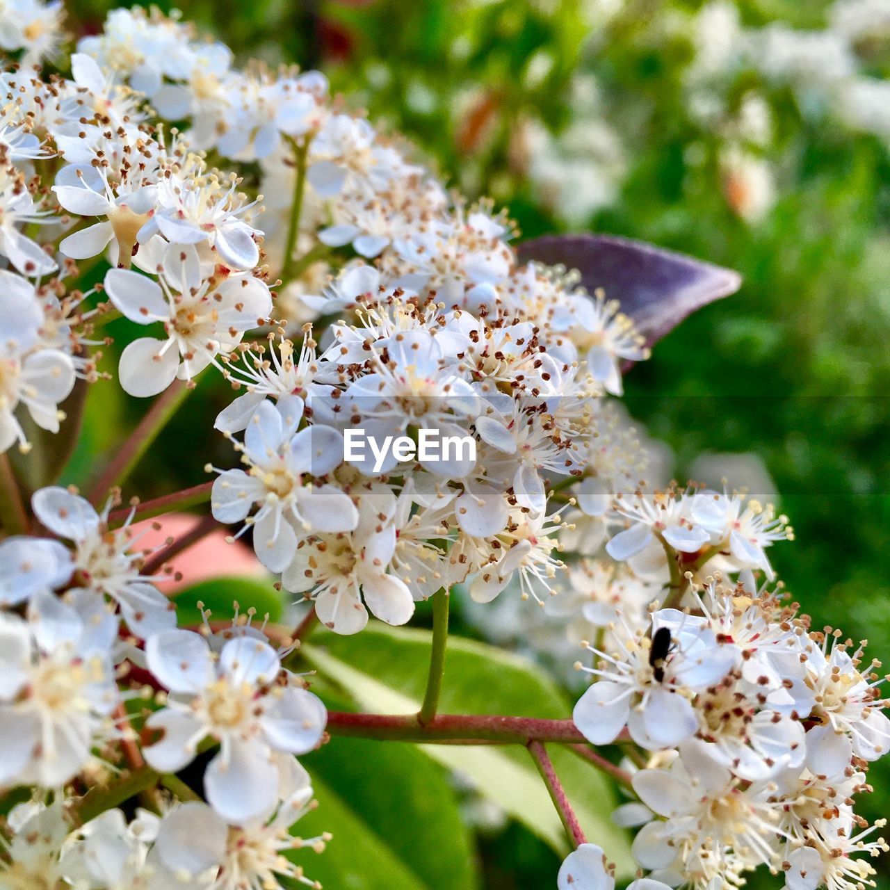 Close-up of white cherry blossoms in spring