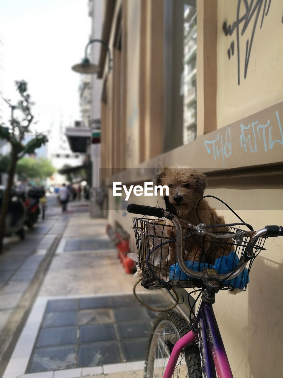 CLOSE-UP OF DOG WITH BICYCLE ON CITY STREET