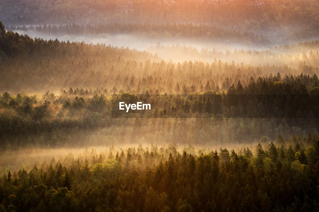 Scenic view of forest during foggy weather