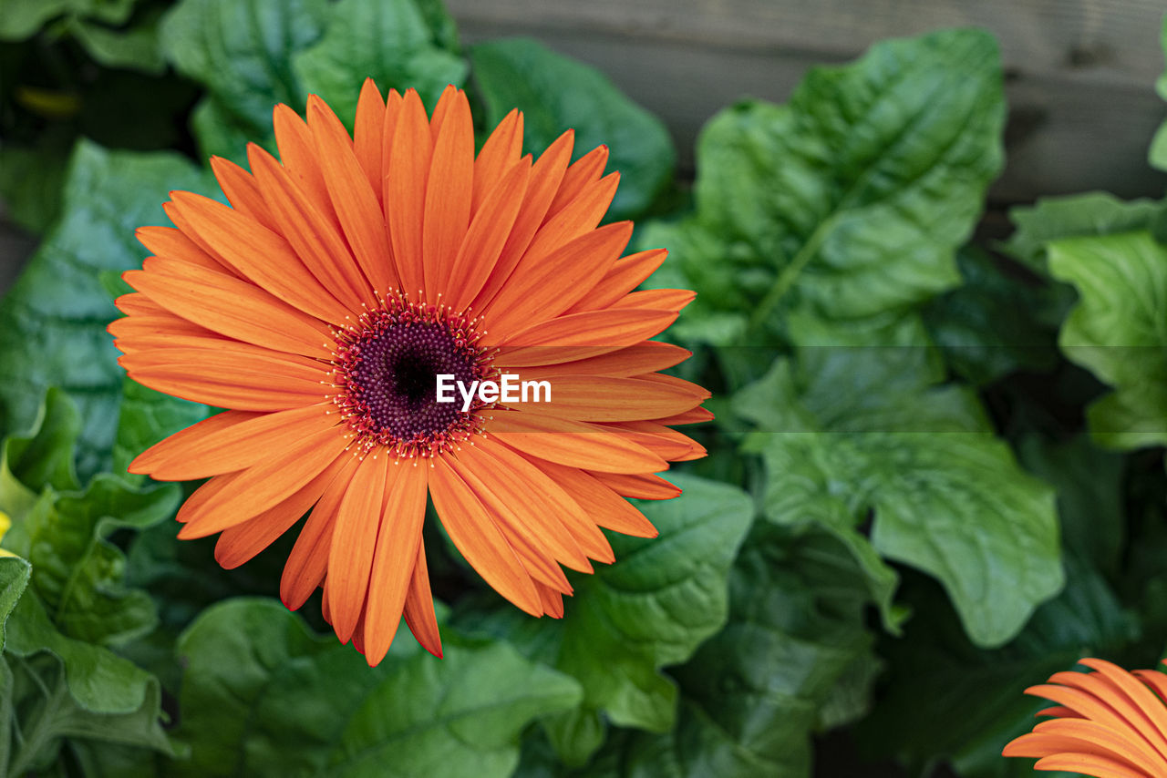 freshness, flower, flowering plant, plant, beauty in nature, growth, flower head, petal, nature, close-up, inflorescence, plant part, leaf, orange color, no people, fragility, green, herb, outdoors, calendula, multi colored, food and drink, vegetable, food, botany, macro photography, pollen, day, vibrant color, summer