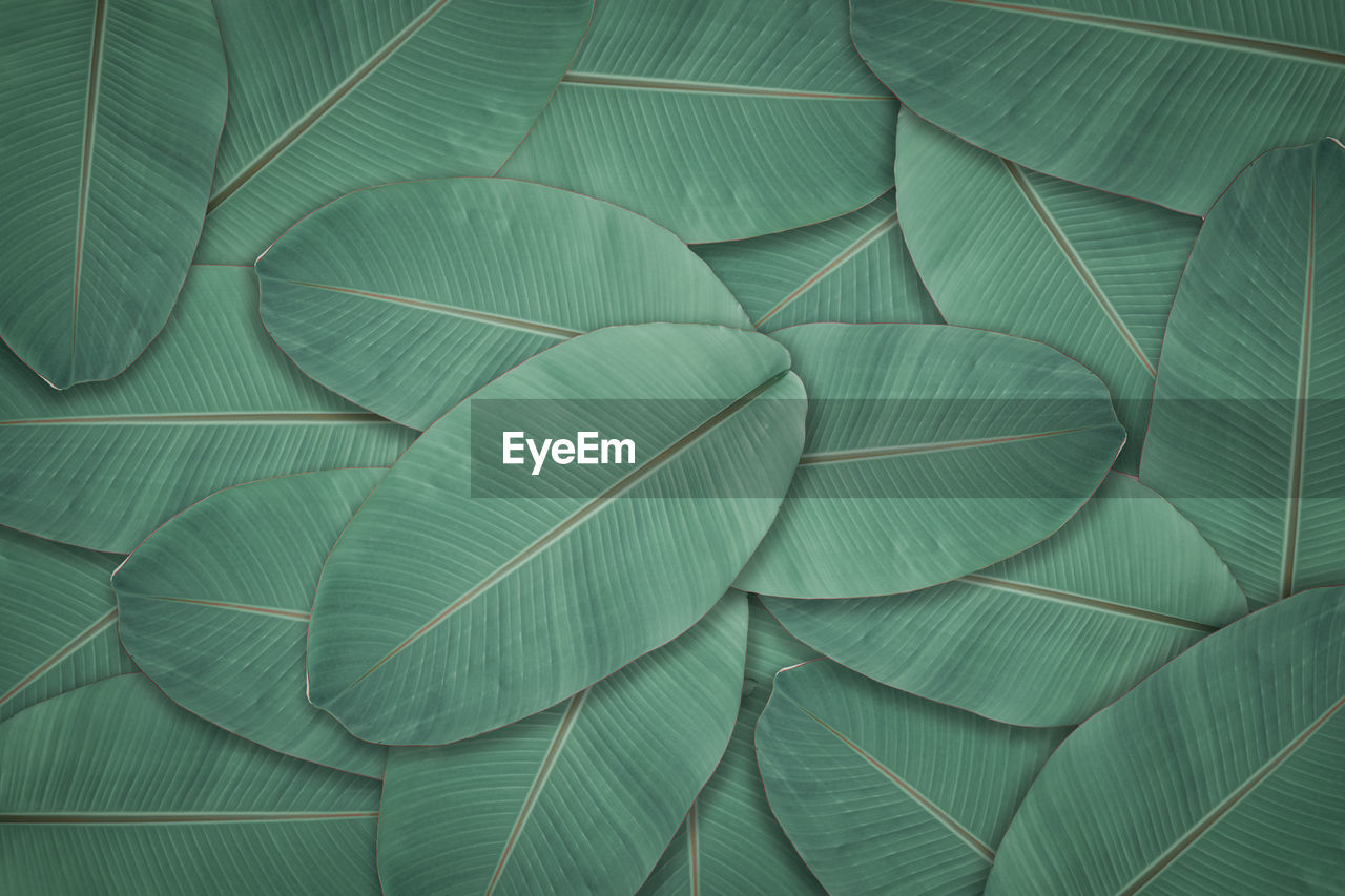 Dark green leaves texture background. natural leaf plant for backdrop or wallpaper.