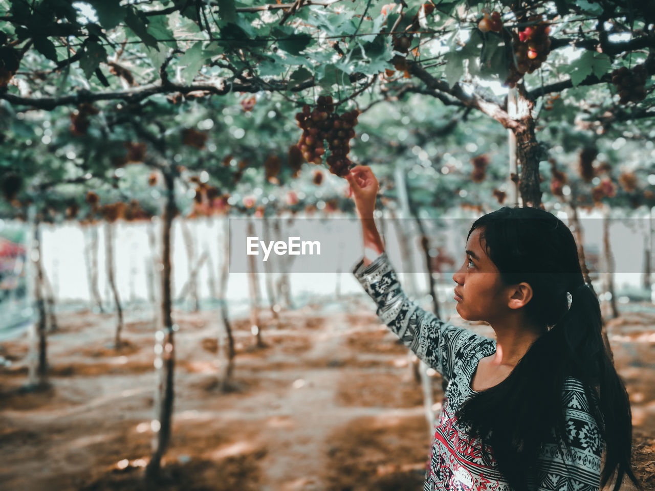 Side view of teenage girl holding grapes in vineyard