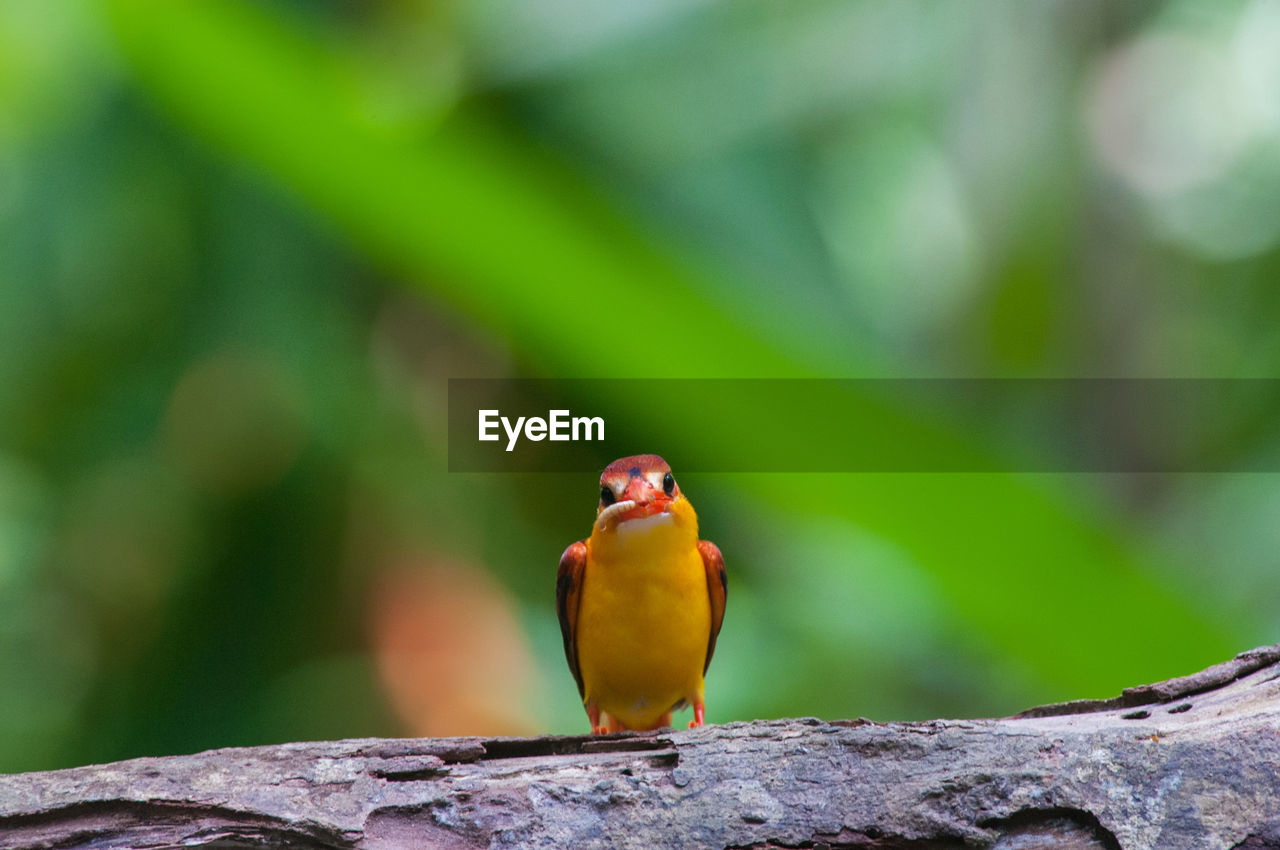 CLOSE-UP OF SPARROW PERCHING ON ROCK