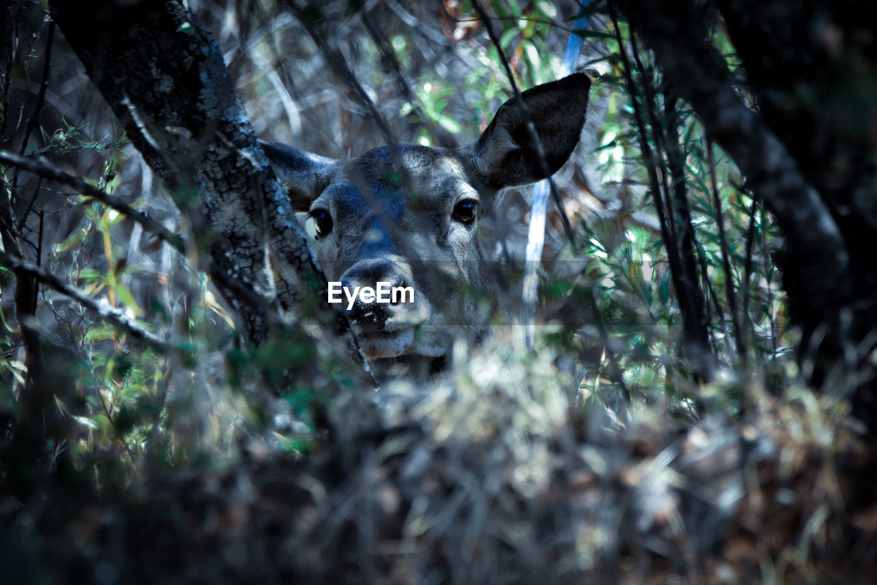 VIEW OF DEER ON A FOREST
