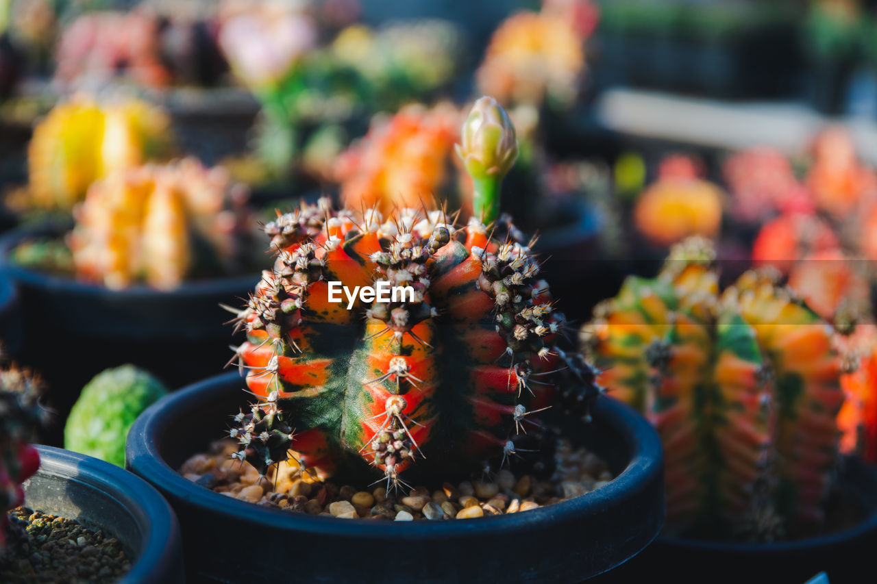 food, food and drink, freshness, flower, market, no people, plant, business finance and industry, nature, retail, healthy eating, focus on foreground, business, outdoors, day, close-up, fruit, potted plant, variation, selective focus, multi colored, abundance