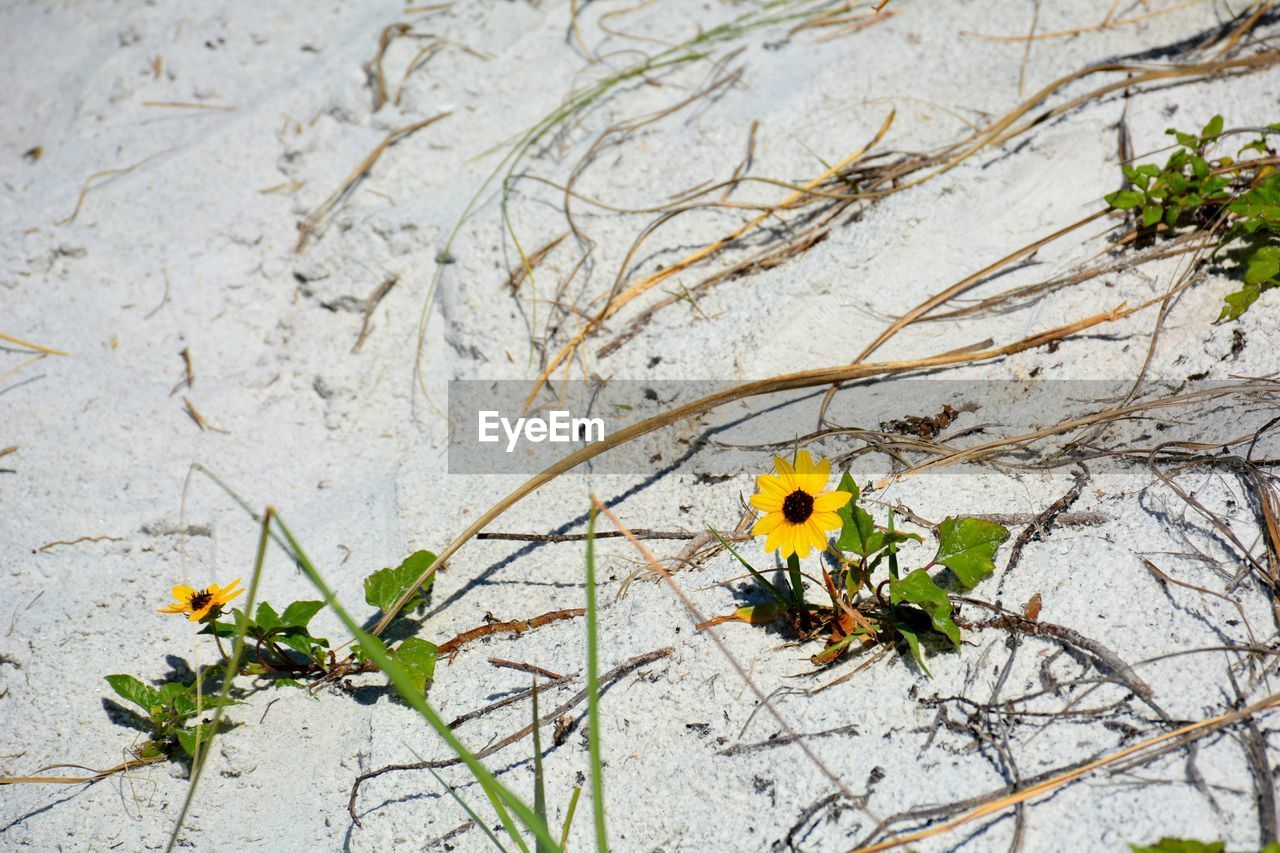 High angle view of yellow flowering plant on tree