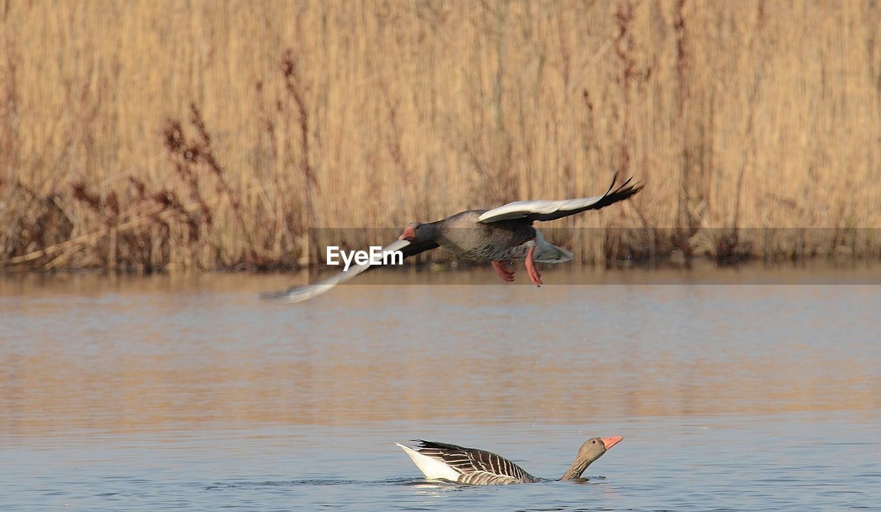 VIEW OF BIRDS FLYING OVER LAKE