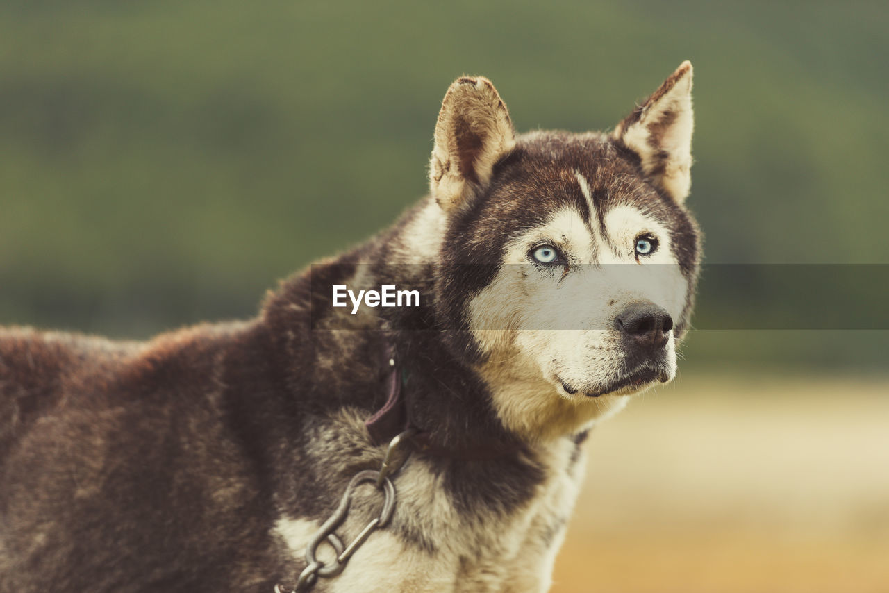 Close-up of dog looking away