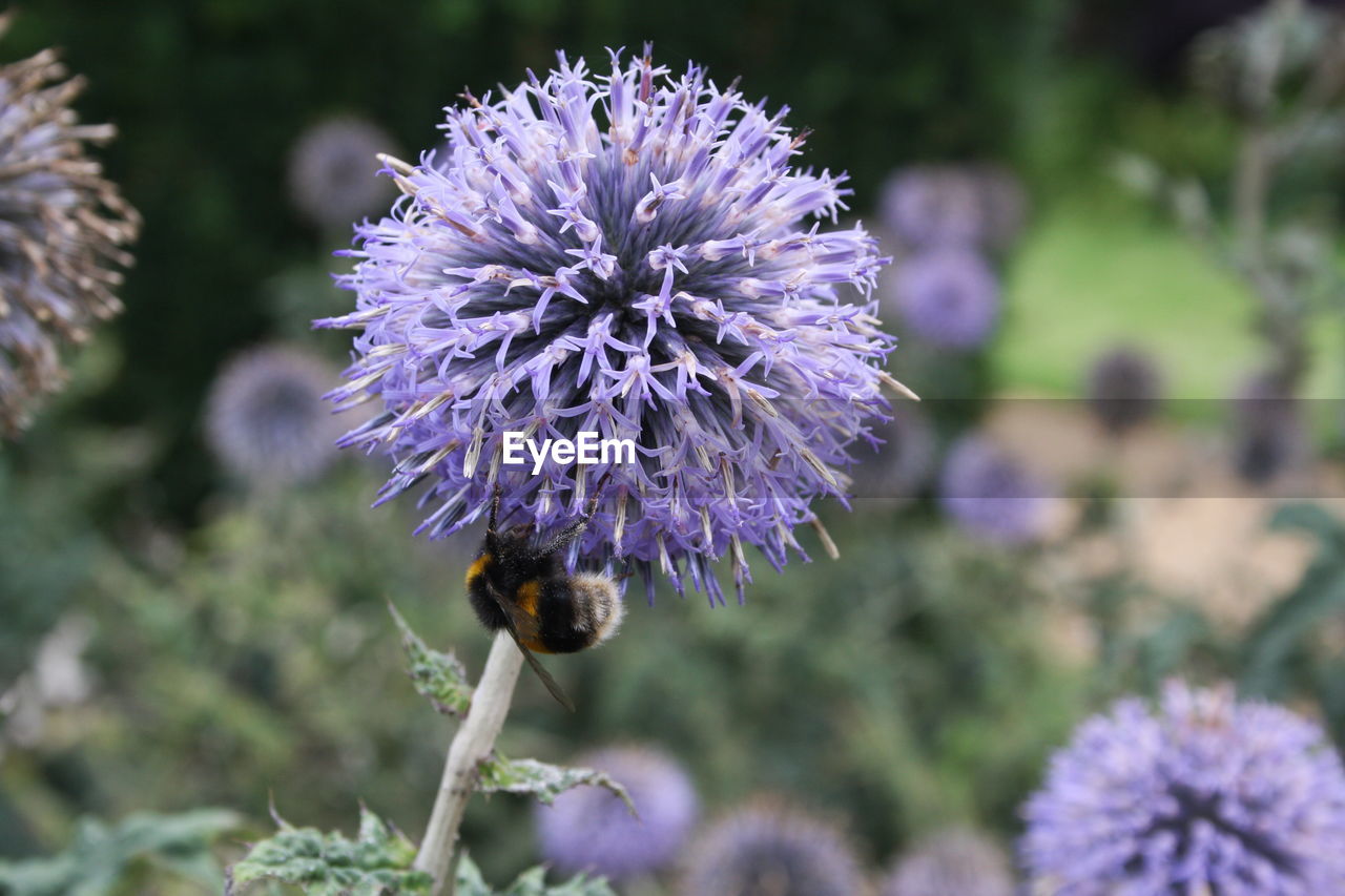 Close-up of honey bee on flowers