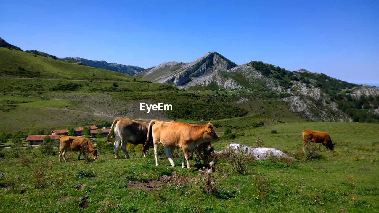 Cows on grassy field during sunny day