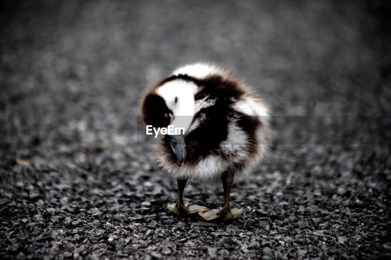 A shelduck chick showing off just how flexible it is