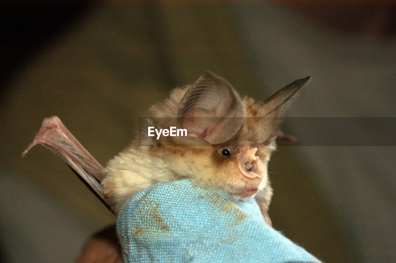 Chiropterologist holding and studying a bat in his hands