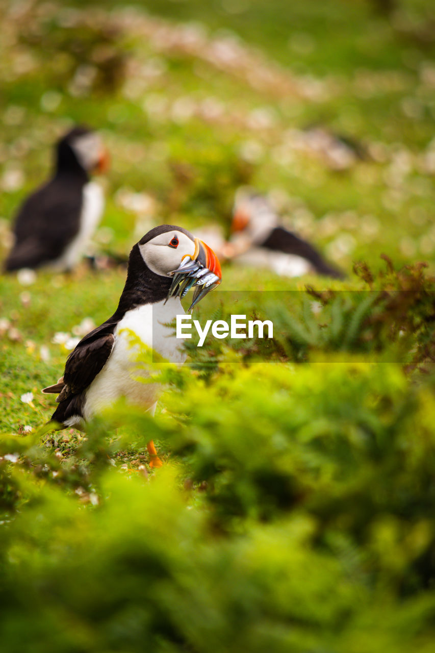 puffin, animal themes, animal, green, bird, animal wildlife, wildlife, nature, one animal, flower, grass, selective focus, no people, plant, outdoors, day, full length