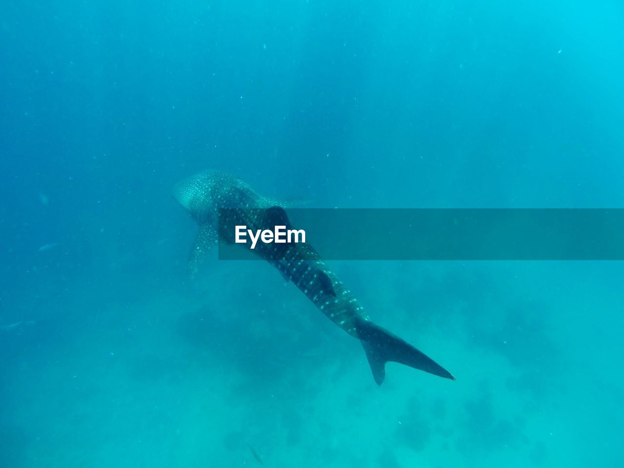 FISH SWIMMING UNDERWATER