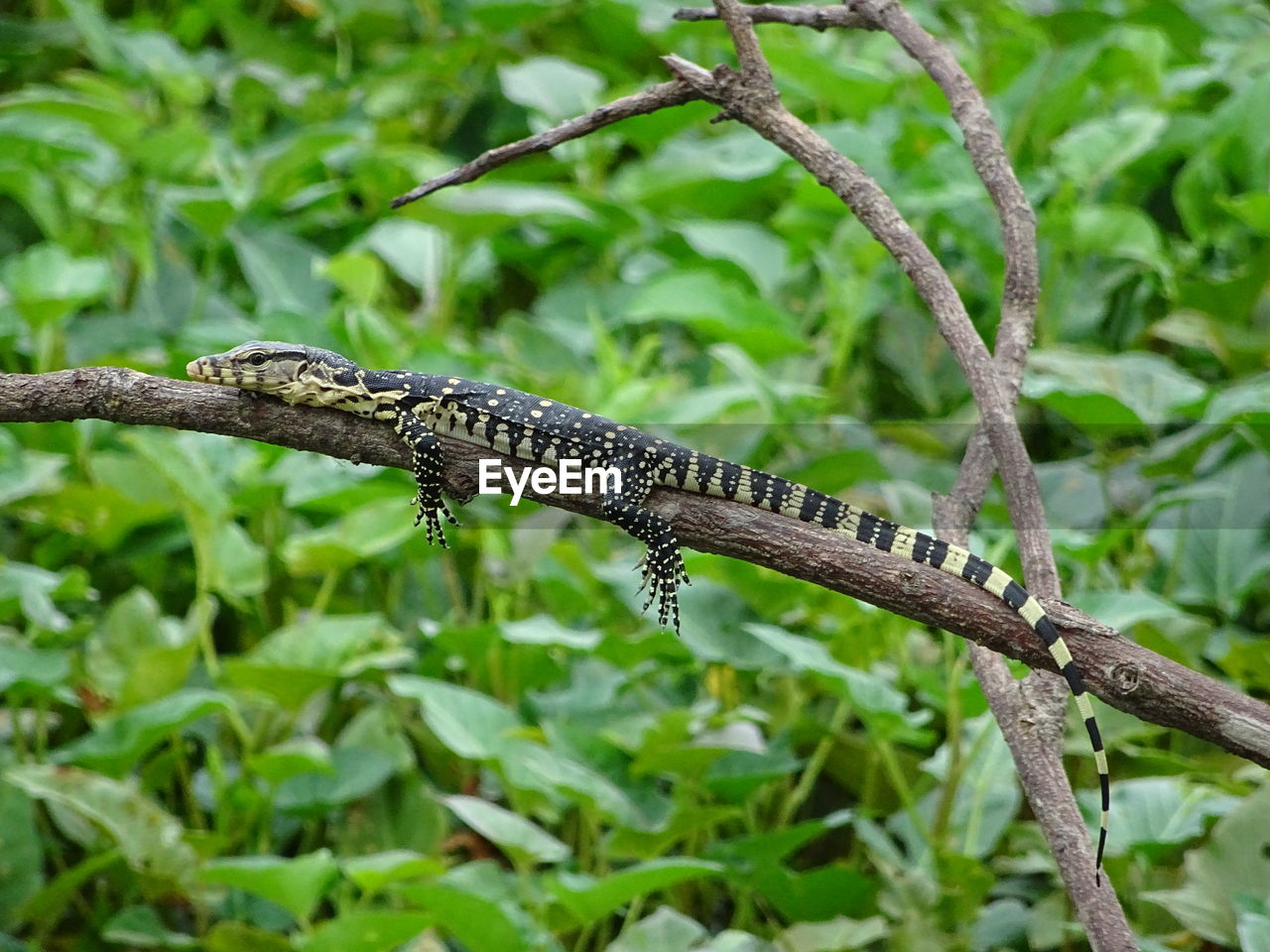 Lizard on branch