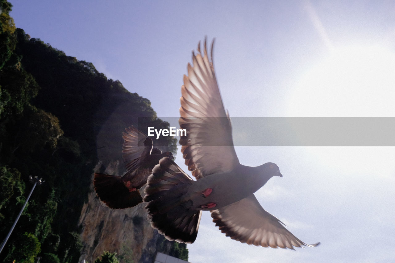 CLOSE-UP OF SEAGULL FLYING