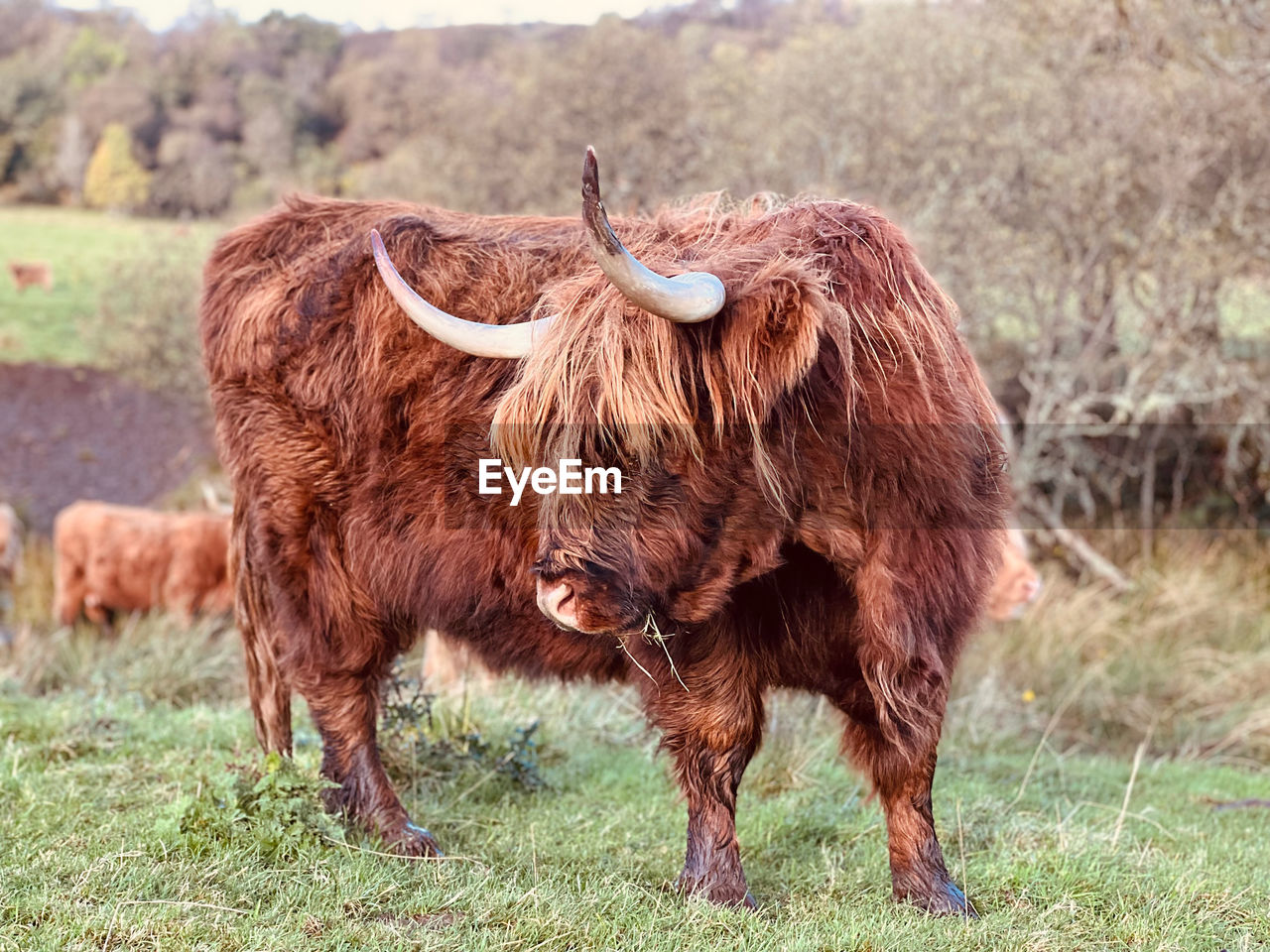 Highland cow