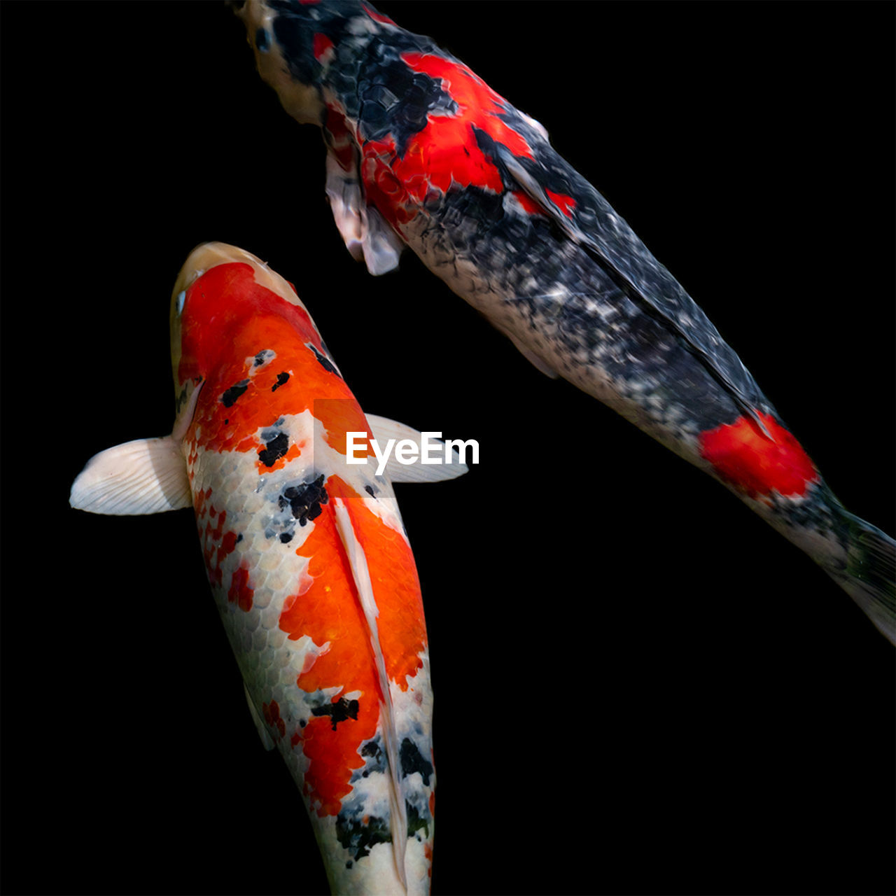 animal, animal themes, black background, koi, animal wildlife, wildlife, group of animals, aquarium, fish, studio shot, no people, red, nature, bird, indoors, carp, two animals