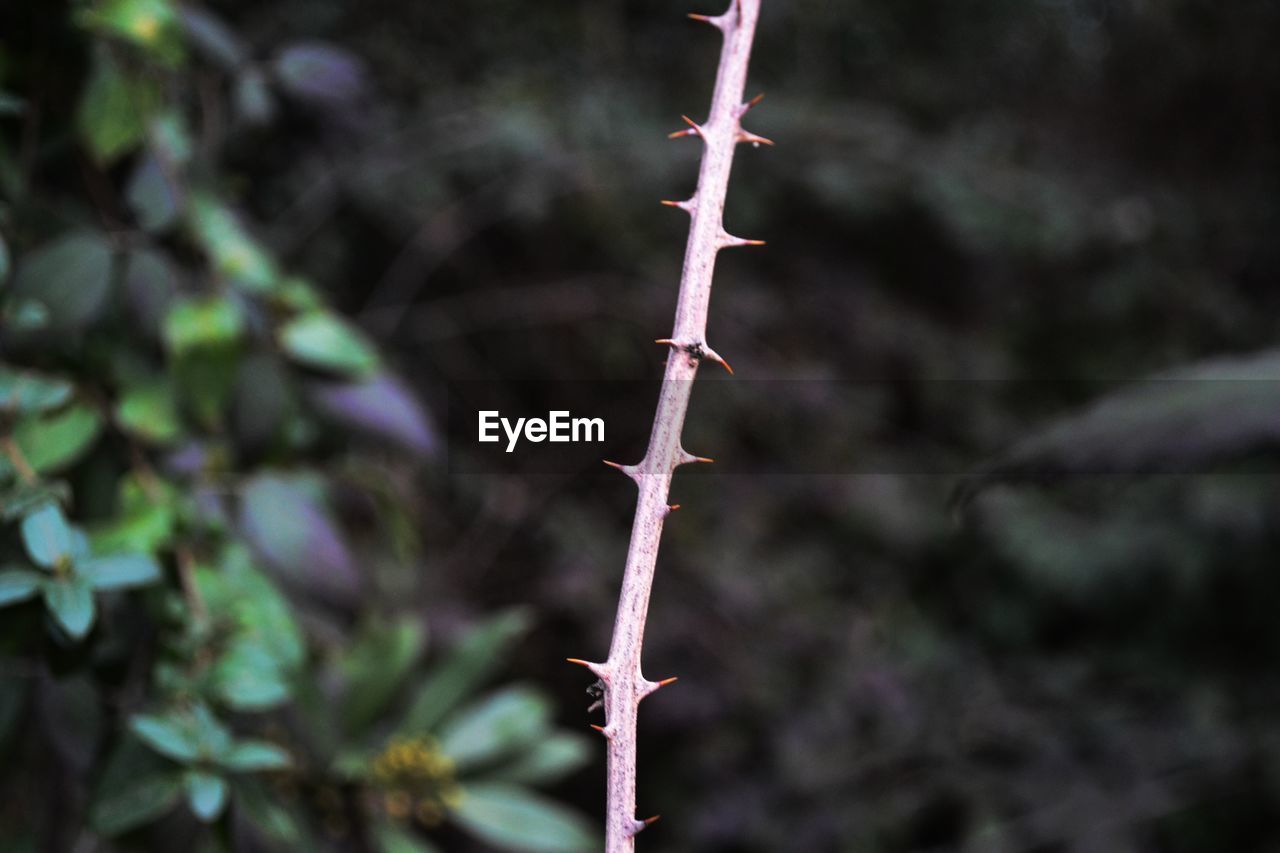 Close-up of thorny twig