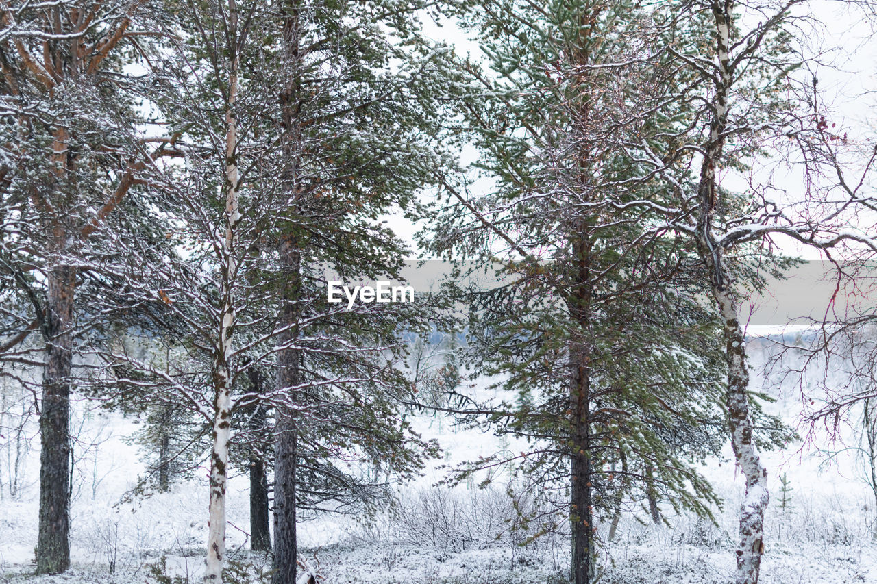 PINE TREES IN WINTER