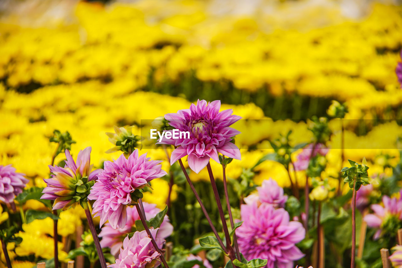 CLOSE-UP OF PINK FLOWERS ON FIELD