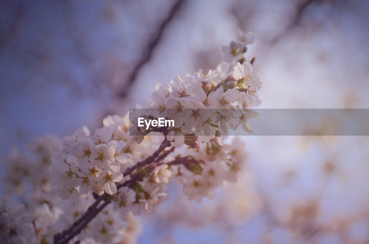 Close-up of flowers on branch