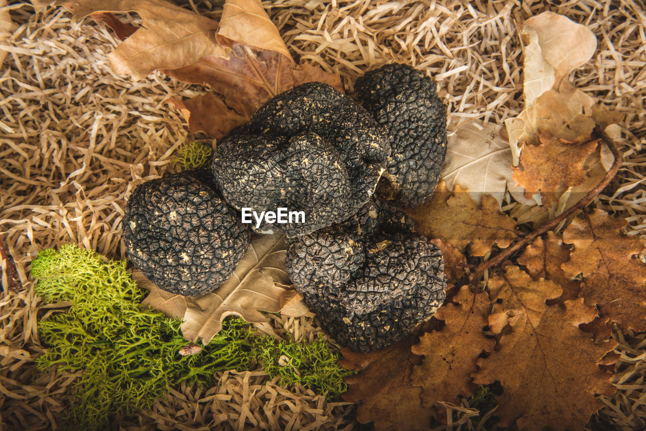 HIGH ANGLE VIEW OF DRIED AUTUMN LEAF ON LAND