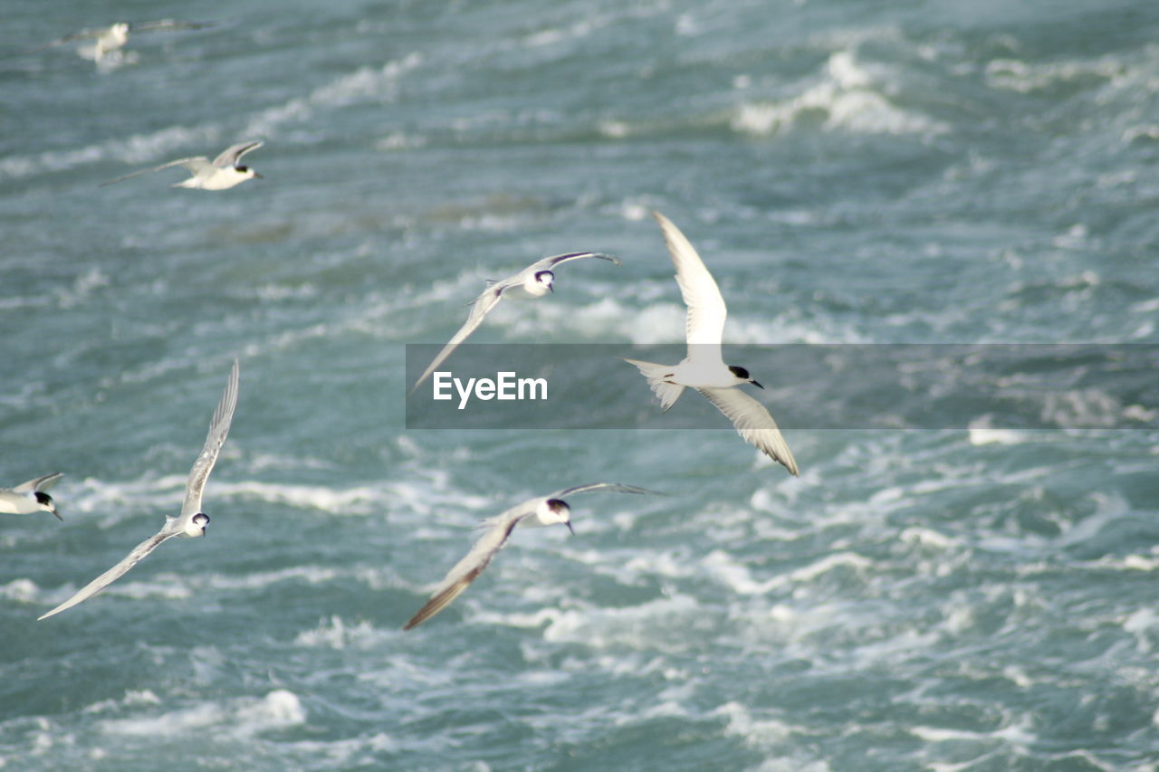 SEAGULLS FLYING ABOVE SEA