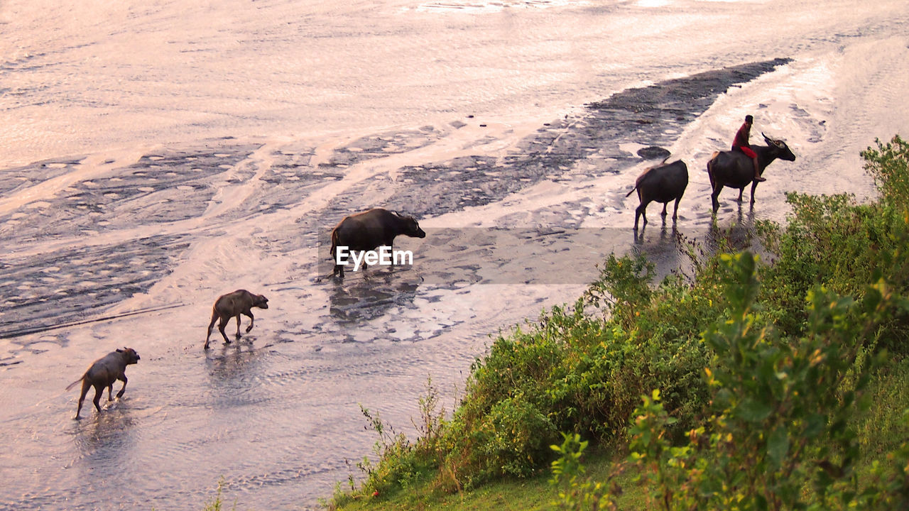 HORSES ON BEACH