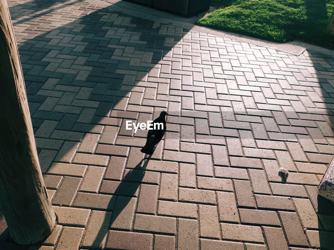 High angle view of a  bird  on  the footpath