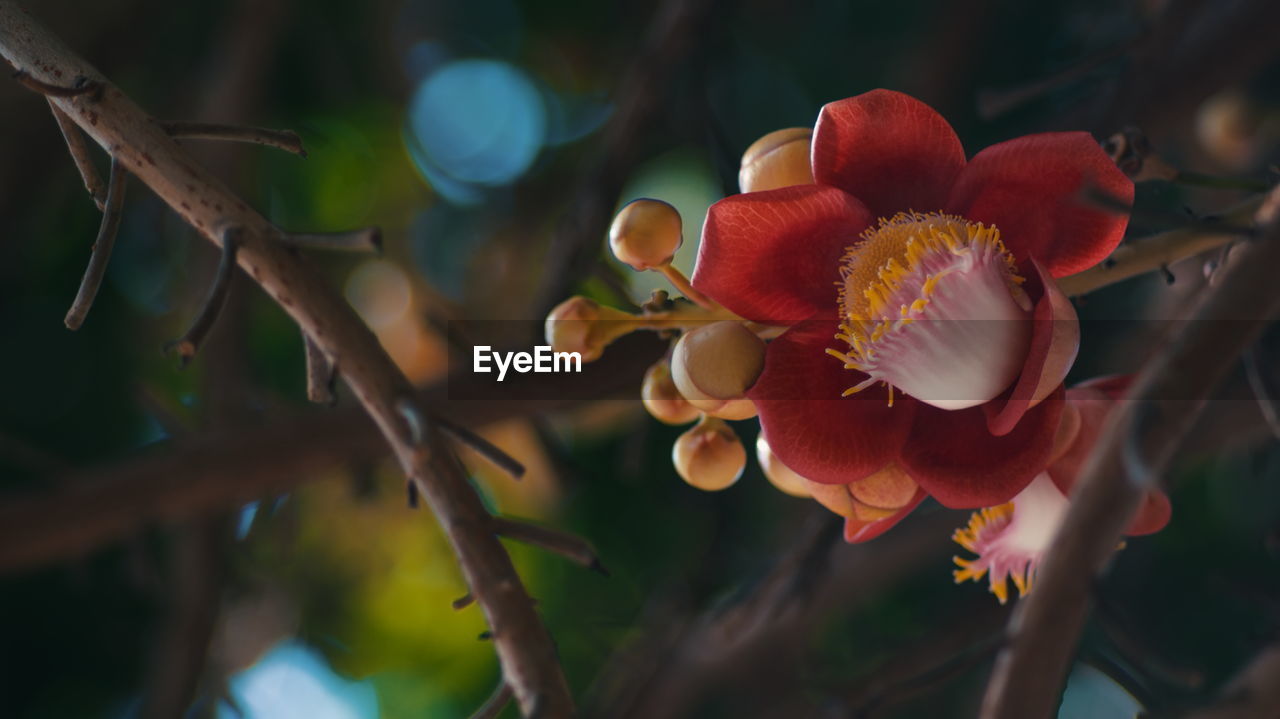 Close-up of flowering plant