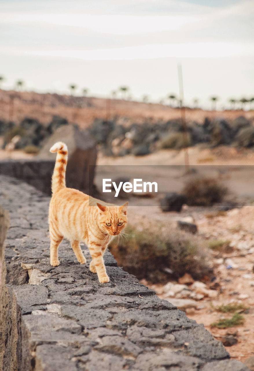 Cat walking on retaining wall during sunset