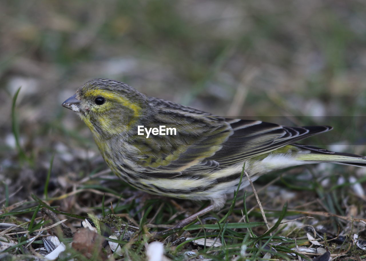 CLOSE-UP OF A BIRD