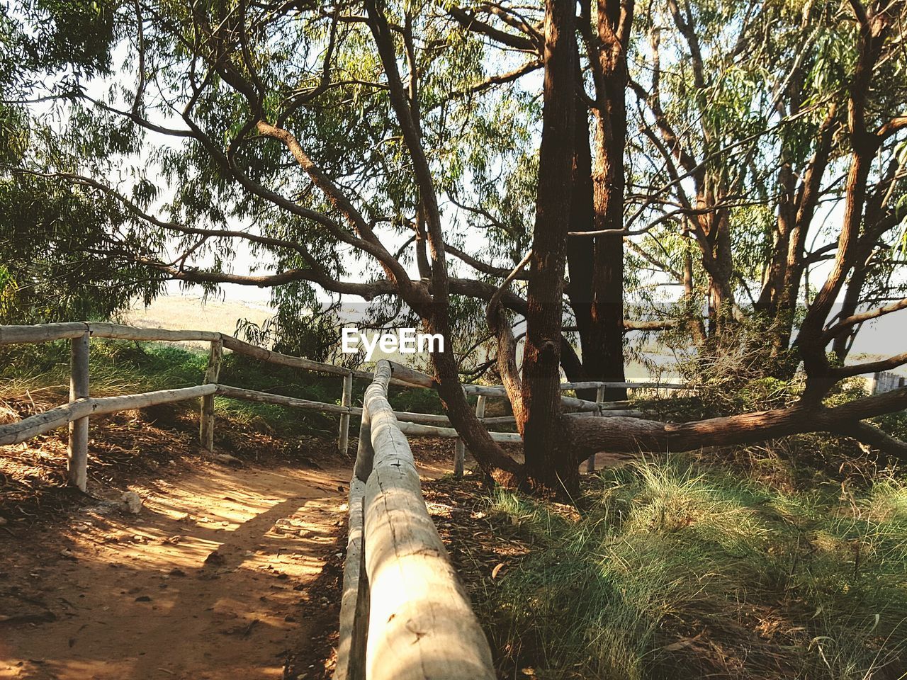 VIEW OF TREES