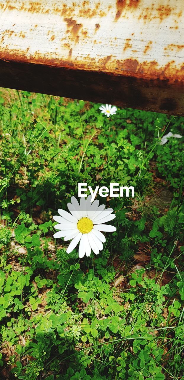 HIGH ANGLE VIEW OF WHITE FLOWER FLOATING ON WATER