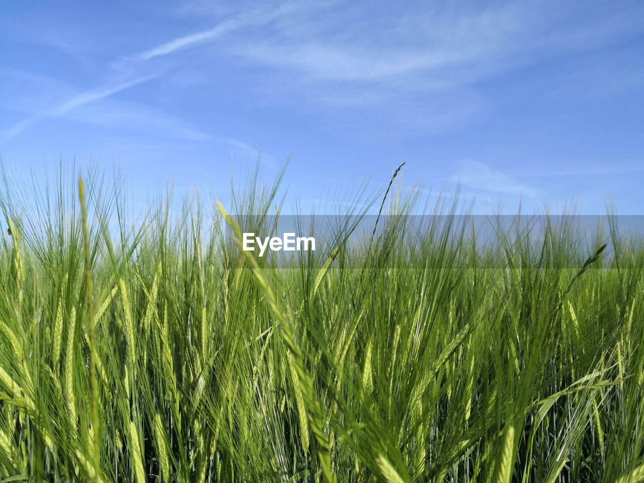 plant, agriculture, sky, growth, landscape, field, crop, rural scene, cereal plant, land, nature, green, grass, grassland, farm, environment, no people, cloud, beauty in nature, barley, blue, day, tranquility, outdoors, food, prairie, scenics - nature, wheat, meadow, triticale, summer, tranquil scene, paddy field, food and drink, corn, rye, sunlight