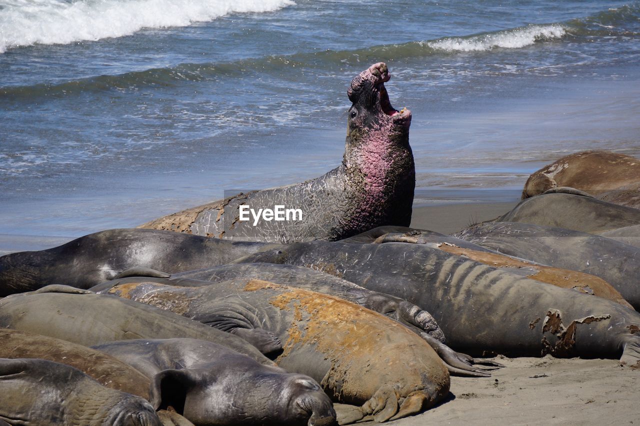 Elephant seals at beach