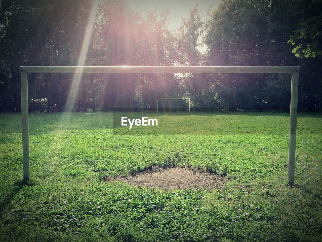 TREES ON GRASSY FIELD IN PARK