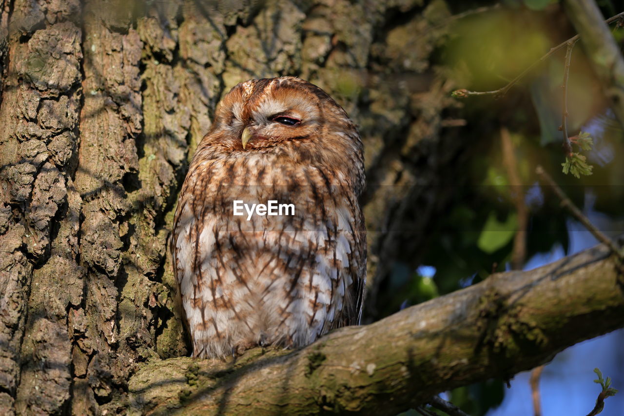 A tawny owl on a roost