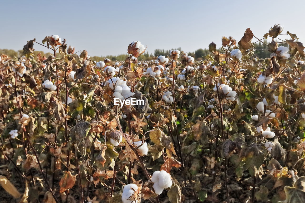 CLOSE-UP OF FLOWERING PLANTS ON FIELD