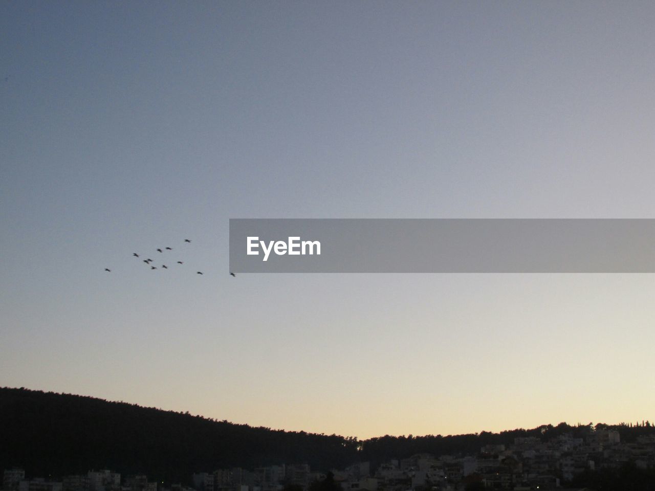 VIEW OF BIRDS FLYING OVER DARK BACKGROUND