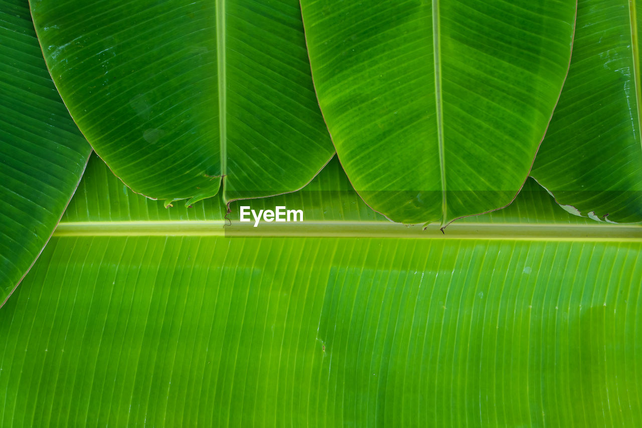 FULL FRAME SHOT OF GREEN LEAVES ON WET PLANT