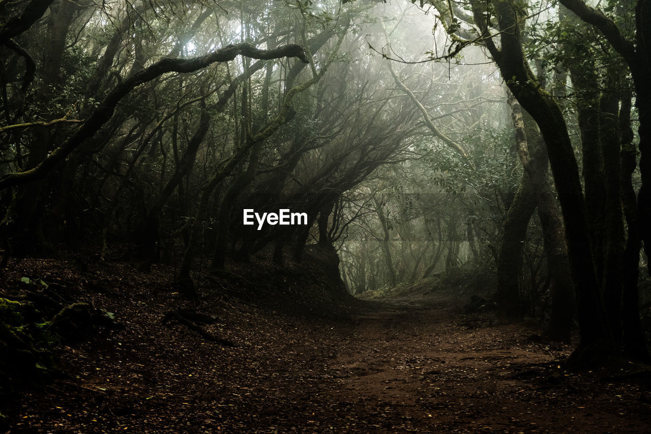 Trees growing in forest