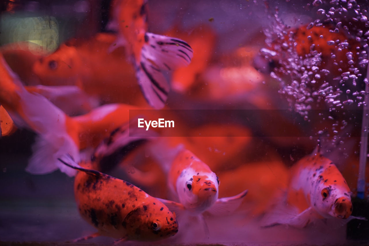 FISH SWIMMING IN SEA SEEN THROUGH GLASS