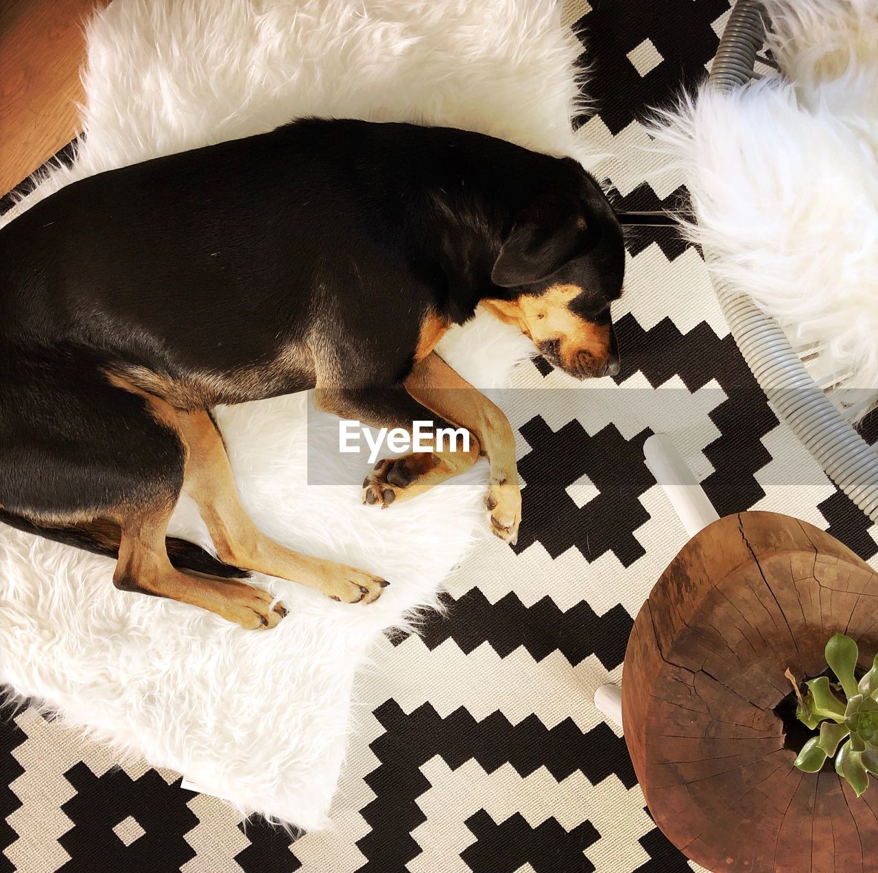 HIGH ANGLE VIEW OF PUPPY ON BED