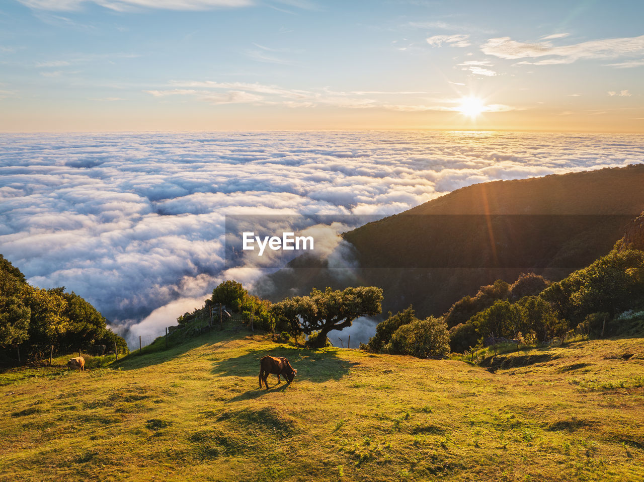 Aerial view of sunrise above clouds on madeira island, portugal
