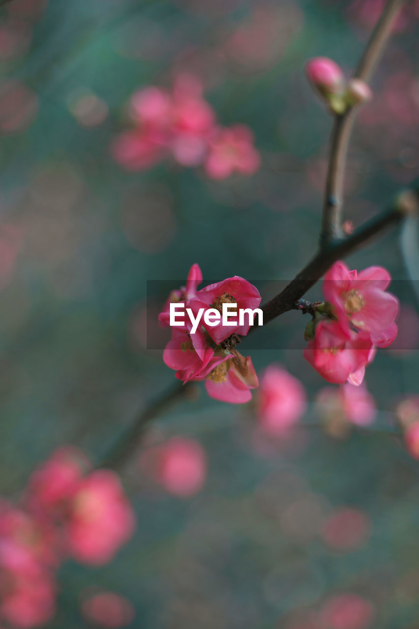 Close-up of pink cherry blossom